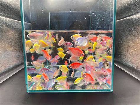 彩色磚魚|彩色磚魚,彩虹魚,磚魚,彩裙魚